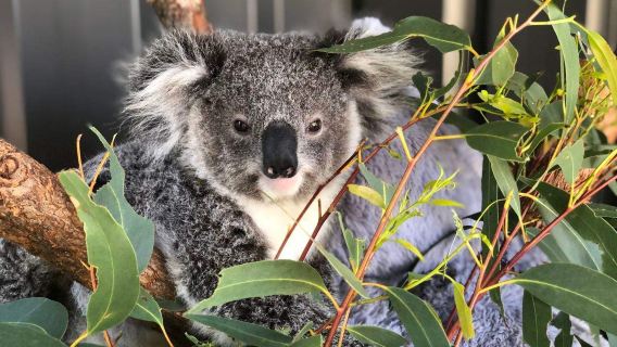 澳洲|史蒂芬斯港一日遊：與海豚和樹熊相遇