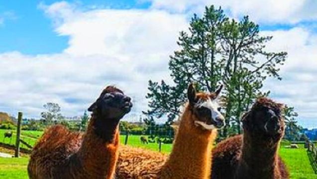 Wai-O-Tapu Thermal Wonderland + Agrodome Sightseeing: Auckland Private Charter 1-Day Tour | Excluding Tickets