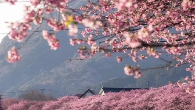 Lawatan sehari Tokyo-Izu melihat bunga sakura [Pilihan kumpulan kecil 6 orang dengan pengangkutan dari rumah | Tiket kereta api melihat laut disertakan]