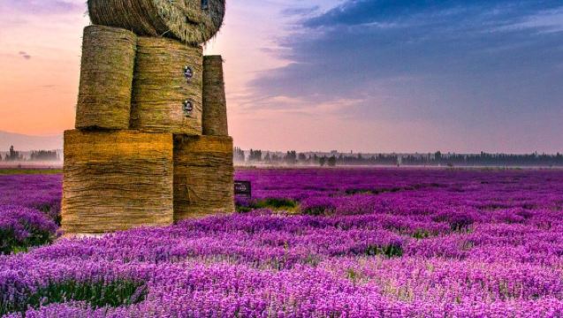 1-day tour from Yining: Sayram Lake + Lavender Fields Route