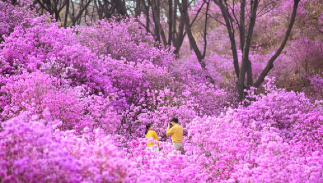 Tour 1 ngày từ Seoul | Núi Wonmi + Xe trượt Incheon + Xe đạp đường sắt + Phà hải âu