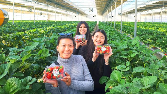 Departing from Seoul | 1-day tour of Strawberry Picking + Hanok Village + Cherry Blossom Road