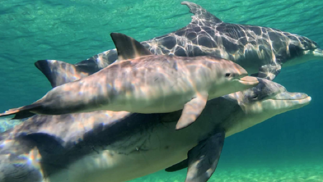 Pengalaman Berlayar dengan Lumba-Lumba Liar di Bunbury, Australia [Jaminan melihat lumba-lumba. Berjumpa dengan lumba-lumba hidung botol liar, memerhatikan aktiviti semula jadi mereka di dalam air]