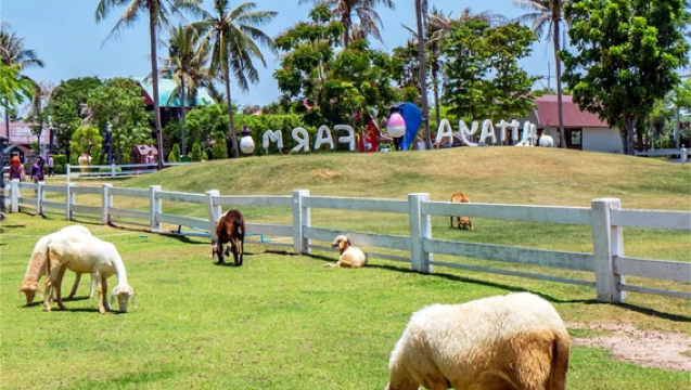 Half-day tour of Pattaya Sheep Farm and Dreamy Sweet Kingdom, Thailand [Departing from Bangkok]