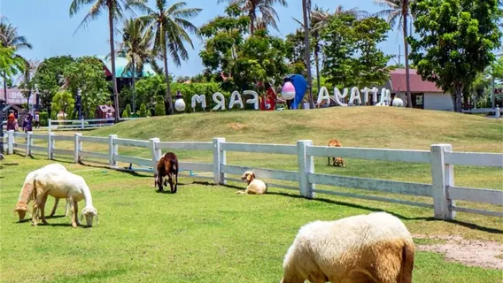 Featured tour starting at 1833 THB: Half-day tour of Pattaya Sheep Farm and Dreamy Sweet Kingdom, Thailand [Departing from Bangkok]