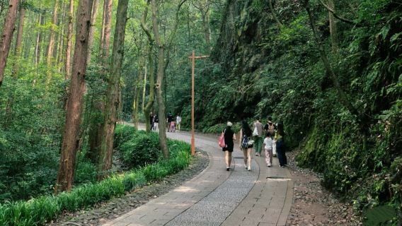 九渓十八涧の秘境軽ハイキング - 茶山と渓流の探検体験 - Eatwith