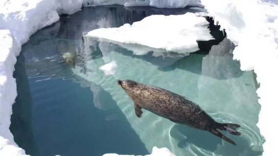 Lawatan sehari Sapporo sewaan peribadi - Asahiyama Zoo - Forest Elf Terrace - Pemandu berbahasa Cina - 10h