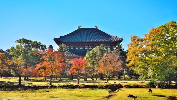 Osaka:Nara & Uji In-depth One-Day Tour | Deer Feeding