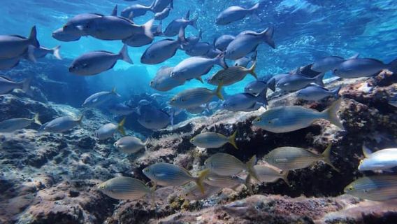 Tenerife: Temukan kehidupan laut dengan kayak! Termasuk snorkeling dan foto