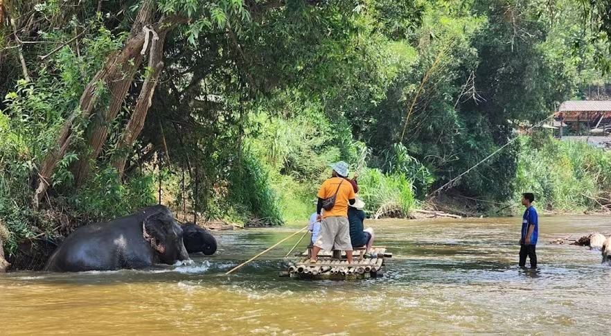 치앙마이 촉차이 코끼리 캠프 + 부아떵 폭포 당일 치기 여행 코끼리 타기 및 목욕/대나무 뗏목 래프팅/식사 및 픽업 서비스 포함