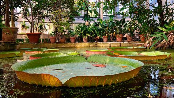 Rosenborg Castle + Christiania + Copenhagen University Botanical Garden + Amalienborg