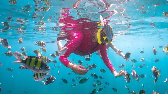 From Krabi: Phi Phi Islands, Maya Bay, Bamboo Island & Monkey Beaches Tour