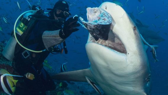 フィジー・パシフィック・ハーバー Beqa Adventure Divers 認定ダイビング スキューバダイビング1時間【Beqa海洋公園認定サメ深海ダイビング】