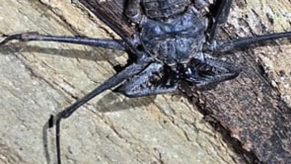 Puerto Viejo: Wildtier-Nachttour im Dschungel