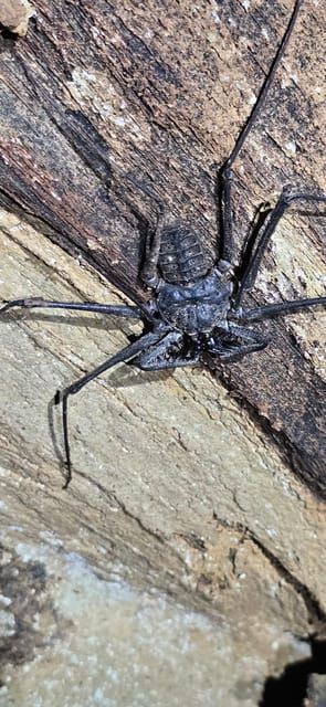 Puerto Viejo & Cahuita: Tur Malam di Hutan Karibia