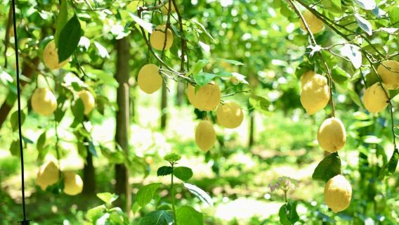 Da Napoli: Visita guidata al limoneto di Sorrento
