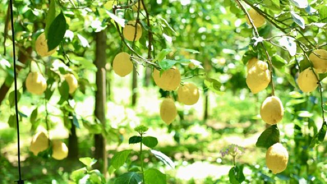 From Naples: Sorrento Lemon Grove Guided Tour