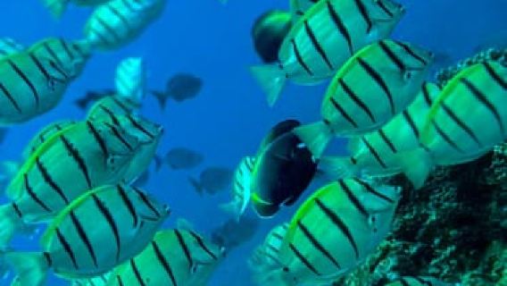 Uvita: Lặn biển ở đảo Caño