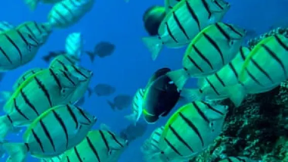 Uvita: Snorkeling di Pulau Caño