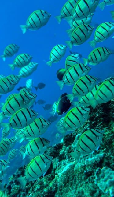 Uvita: Snorkeling in Caño Island