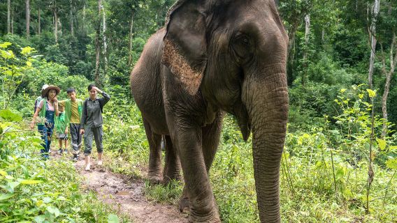 野象谷一日遊【品質純玩景點接駁車專線/親子優速通免排隊入園】