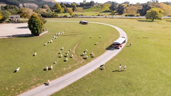 Экскурсия на тракторе по ферме Роторуа: шоу по стрижке овец + экскурсия с сельскохозяйственными животными I Специальные развлечение/активность/мероприятие и общение с альпаками