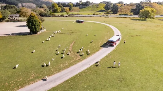 Экскурсия на тракторе по ферме Роторуа: шоу по стрижке овец + экскурсия с сельскохозяйственными животными I Специальные развлечение/активность/мероприятие и общение с альпаками