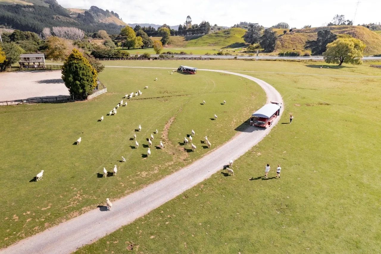 Rotorua, New Zealand Farm Tractor Animal Tour: Farm Sheep Shearing Show + Farm Animal Tour | Featured Activity - Interact with Alpacas