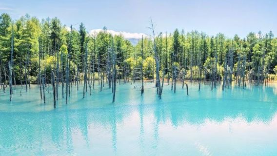 日本旭山動物園+美瑛町青池+白鬚瀑布+森林精靈陽台一日遊