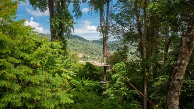 叢林極限冒險高空滑索與自由落體跳躍