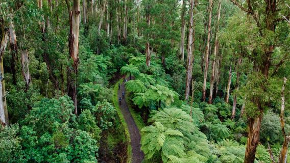 墨爾本沃伯頓甜甜圈森林+亞拉河谷酒莊一日遊【上門接送+午餐】