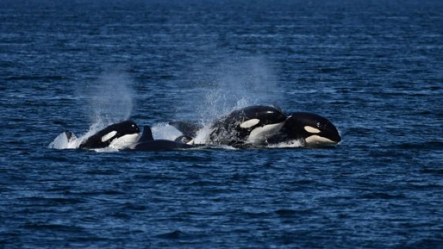Orcas Island: Orca Whales guaranteed boat tour