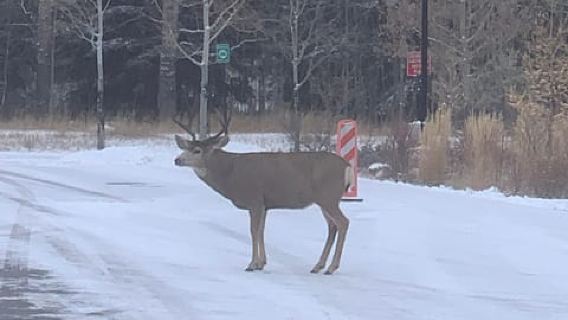 Lakes Moraine, Louise, Emerald, Johnston Canyon & Yoho Tour