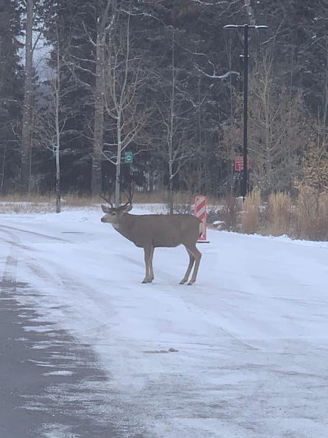 Lakes Moraine, Louise, Emerald, Johnston Canyon & Yoho Tour