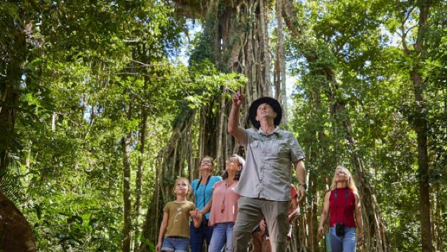 Nocturnal Rainforest & Wildlife Tour from Cairns