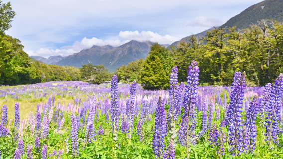 [Te Anau Departure] Fiordland National Park + Milford Sound / Piopiotahi [Small English Join-in Tour]