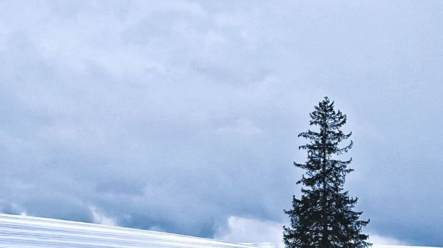 北海道人氣景點一日遊｜旭川動物園&網紅樹&白鬚瀑布&美瑛青池