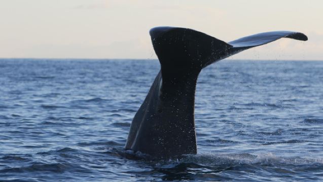Tagesausflug von Christchurch nach Kaikoura mit optionaler Bootsfahrt zur Walbeobachtung und Delfinbegegnung