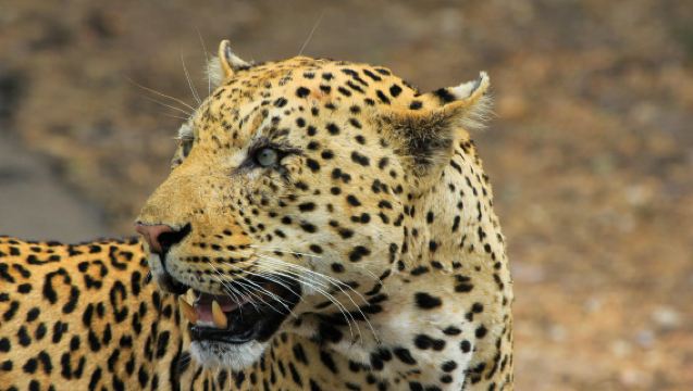 Jodhpur to Jawai Leopard Safari Guided Day Tour