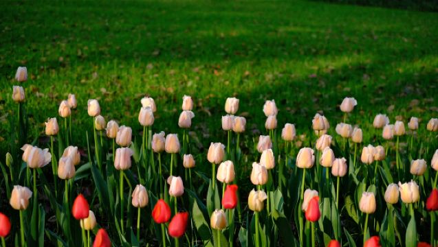 Lawatan sehari ke Kuil Lingyin Hangzhou + Puncak Feilai + Pelayaran Tasik Barat + Pengalaman Teh Dinasti Song