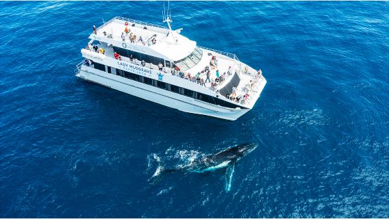 南グレートバリアリーフ ホエールウォッチングクルーズ バンダバーグ発