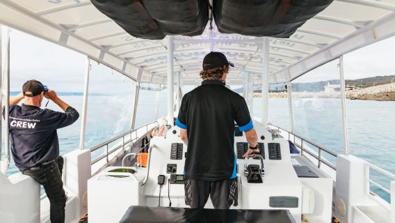 Kangaroo Island: 75-Minute Coastal Safari