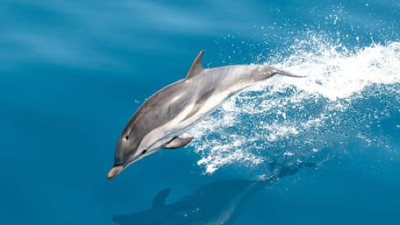 Monaco : Cetacean Watching Boat Cruise