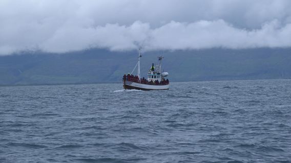 Island Husavik: 2-stündige Wal- und Papageientaucher-Beobachtungstour mit RIB-Speedboot