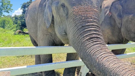 Cascada Pegajosa + Cafetería Elely de Elefantes [bebidas no incluidas] + excursión de un día al Jardín de Caca de Elefante