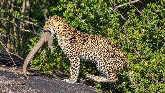 Özel leopar & Filler safari - Yala - 04.30 ile 11.30 arasında