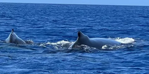 毛里求斯西部海豚灣 追鯨之旅 海豚浮潛