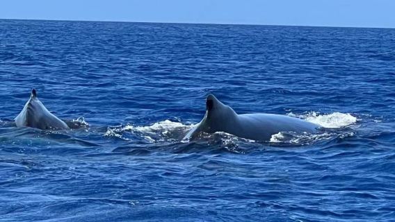 Dolphin Bay im Westen von Mauritius: Walbeobachtung, Pottwal-Schnorcheln