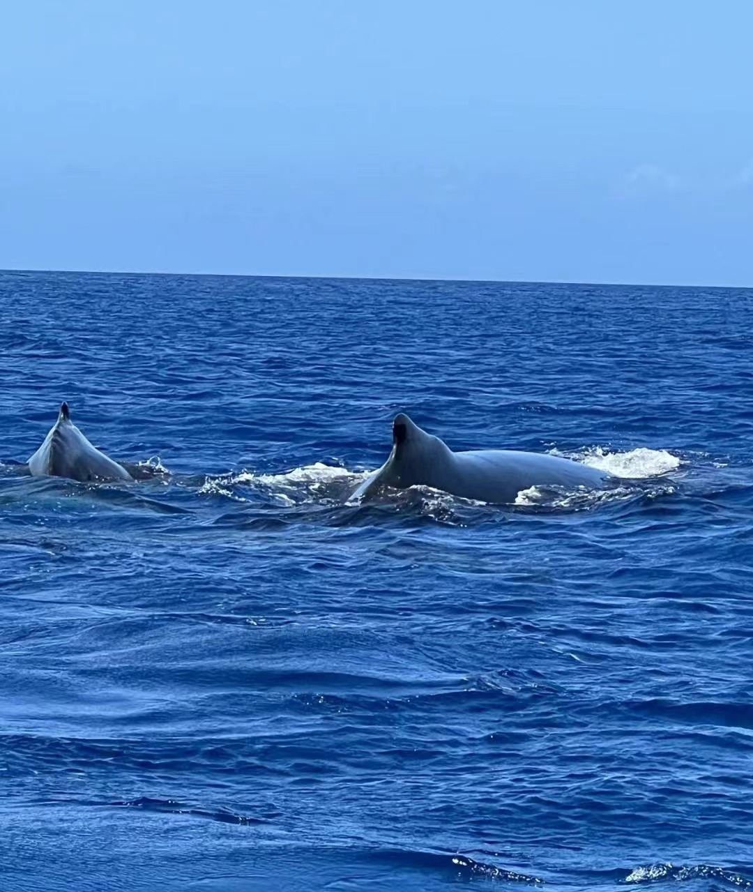 Whale Watching and Snorkeling with Sperm Whales in Baie du Tamarin, Western Mauritius