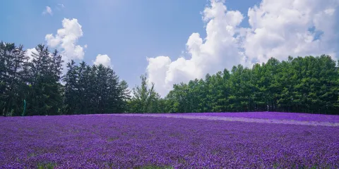札幌來回-美瑛青池-白鬚瀑布- 富田農場包車,行程可調